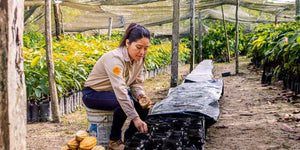 La Hacienda Cacaotera