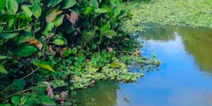 Las lluvias de Tabasco