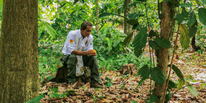 Entre plantaciones de cacao
