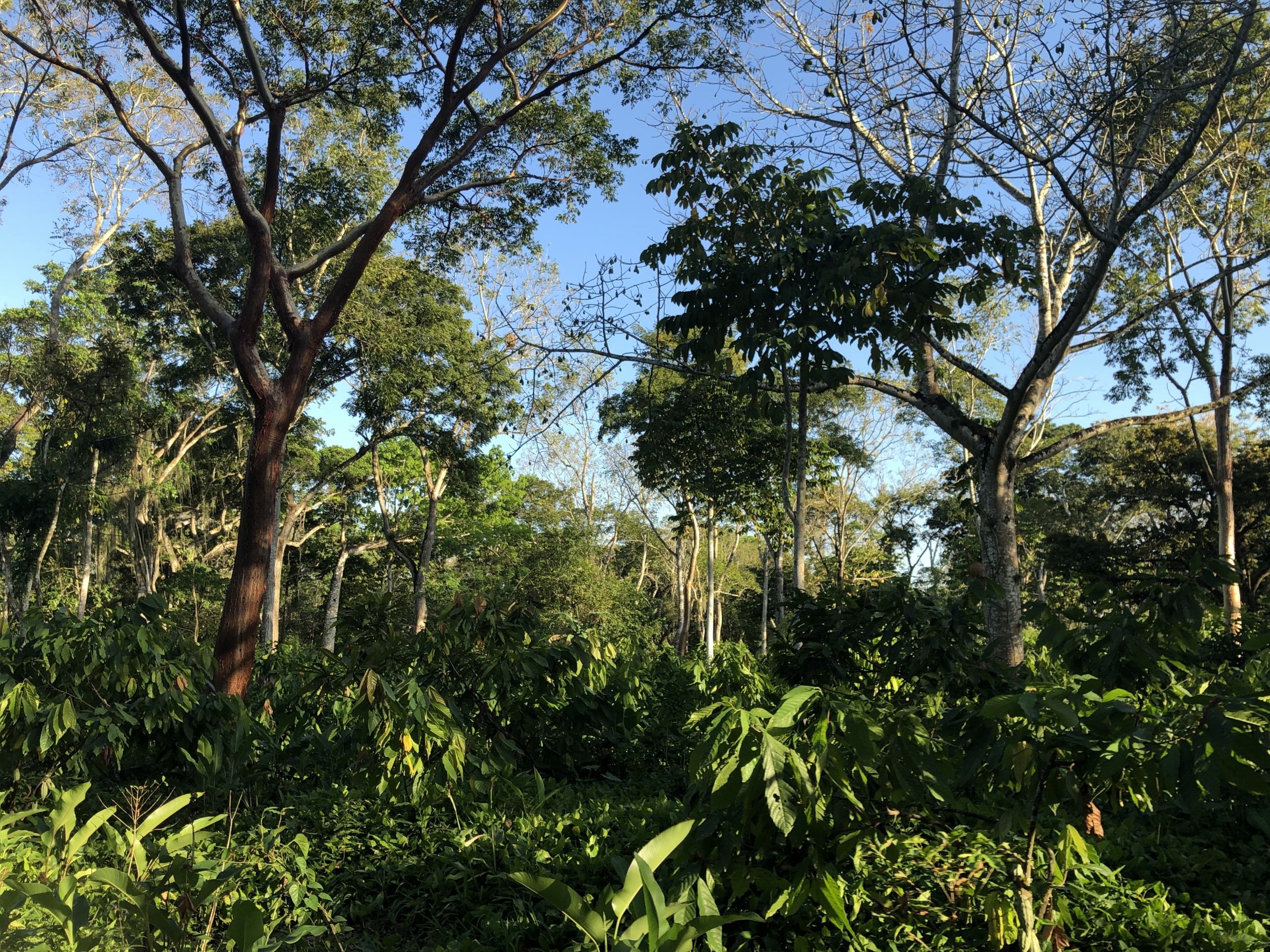 Plantaciones de cacao en la Hacienda Jesús María